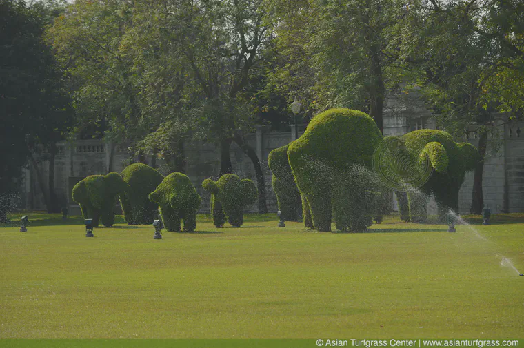 January: A lawn of *nuan noi* manilagrass and javagrass and elephants in central Thailand.