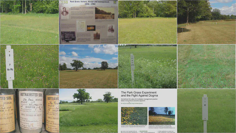A montage of photos from some of my visits to Rothamsted. What is striking to me, and I think would be to any turfgrass manager who visits, is just how striking the difference is in species composition at the plot boundaries. Going from one plot (one fertilizer treatment) to the next, over the space of less than a meter, one can see a complete change in species.