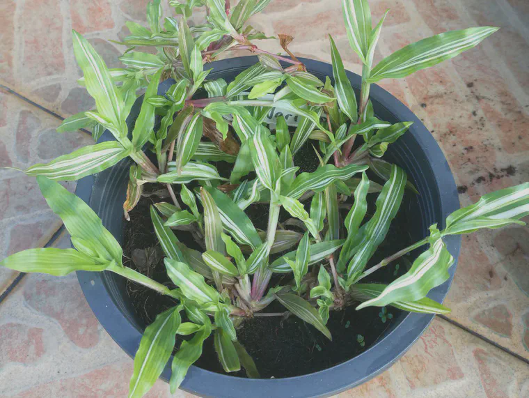 Variegated *Axonopus compressus* on 19 December 2019 thirteen days after application of diammonium phosphate.