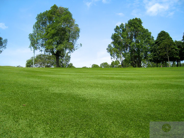 tropical-carpetgrass-fairway-in-singapore_14796380171_o.jpg