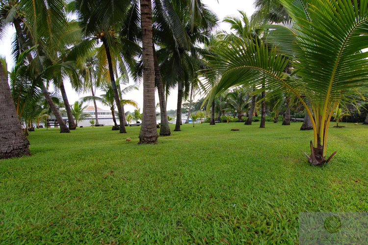 tropical-carpetgrass-at-rama-ix-park-in-bangkok_14943711242_o.jpg