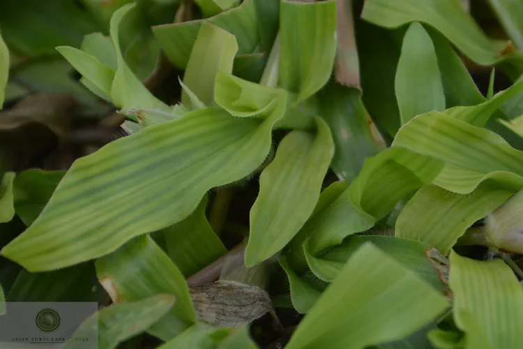 interveinal-chlorosis-caused-by-micronutrient-deficiency_9365510964_o.jpg