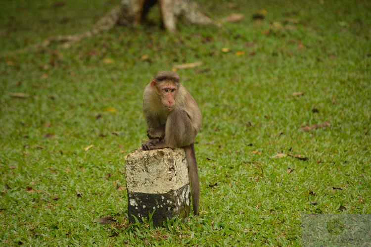 bonnet-macaque-looking-at-tropical-carpetgrass-in-the-periyar-tiger-reserve_15291024964_o.jpg