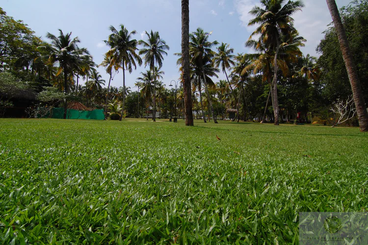 tropical-carpetgrass-lawn-at-marari-beach-in-kerala_15887617836_o.jpg