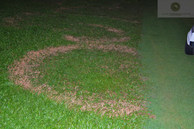 large-patch-on-tropical-carpetgrass_10643771224_o.jpg