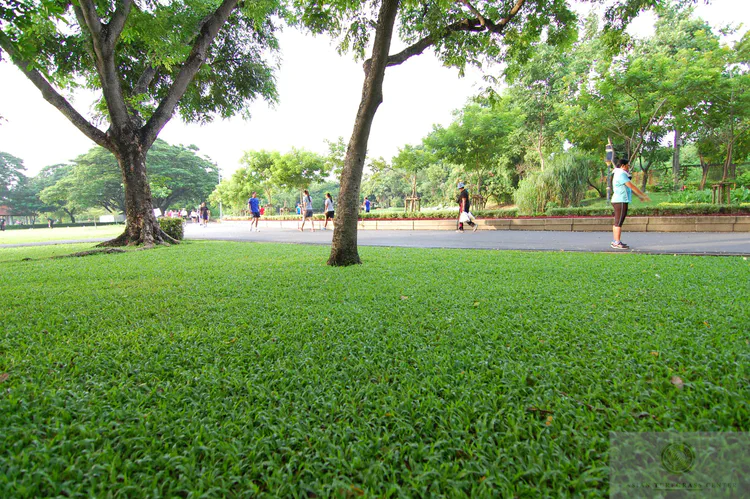 tropical-carpetgrass-in-bangkok_14757390569_o.jpg