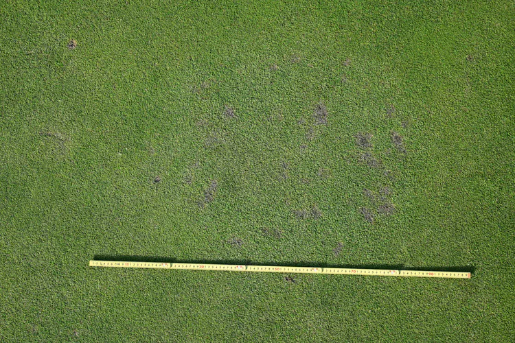 I inspected every green looking for dollar spot, and this patch of bentgrass on the 14th green was the area with the most concentrated damage.