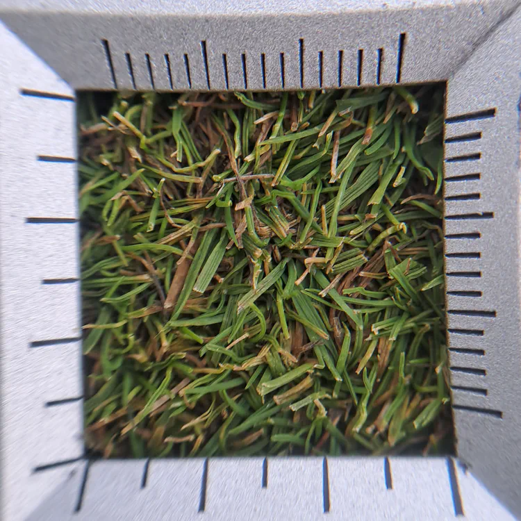 A view of the fescue-bent sixth green at 7x magnification on the final round of the championship.