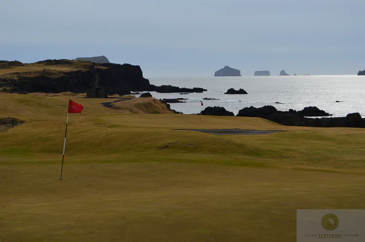 7th and 17th greens at Westman Islands GC: Three holes at Westman Islands GC are the oldest holes in Iceland, dating from the late 1930s.