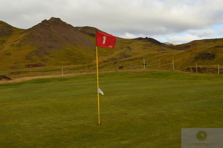 Icelandic horses graze in a pasture adjacent to the 1st at Hveragerdi GC. After a recent earthquake, hot gasses came to the surface, killing the grass on about 20% of this green, requiring it to be out of play for one season. 