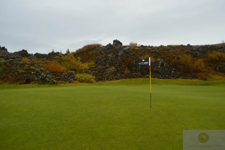 green and lava at Oddur GC: No artificial hazard or shaping is necessary at this green site, where hills of lava and colorful plants sit right next to the smooth putting surface.