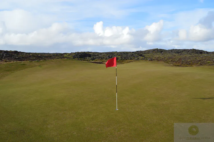 At Grindavik GC, one plays some holes on linksland near the ocean, before moving inland, across the Mid-Atlantic Ridge, into holes set dramatically into the lava. This grass on this green is fine fescue (*Festuca rubra*), a species of grass especially well-adapted to this climate.
