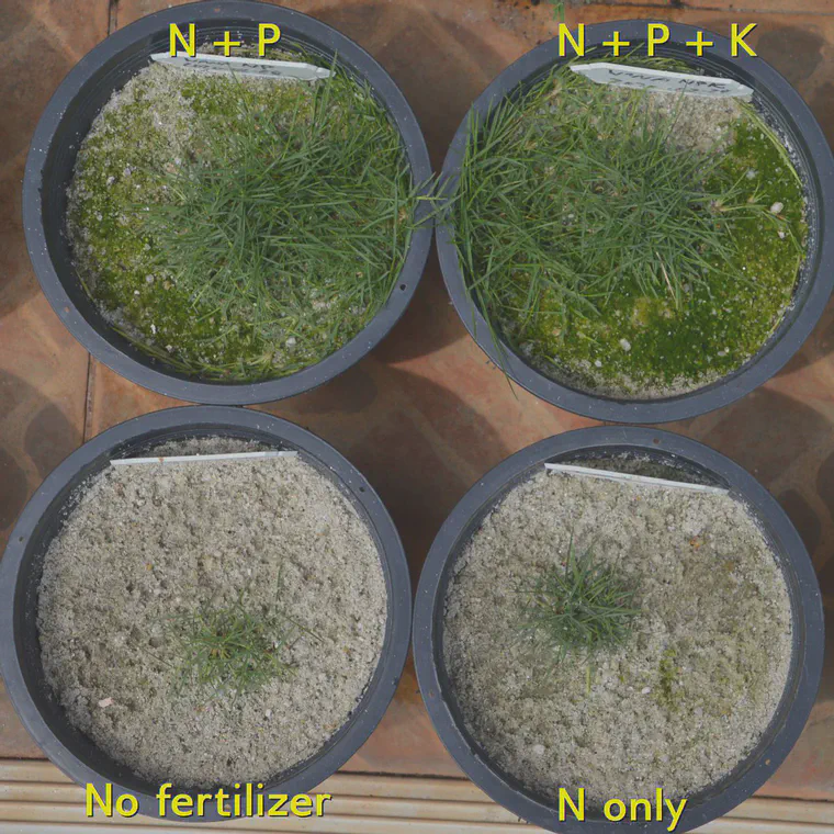 Algae covers the sand surface in pots supplied with P, 72 days after planting.