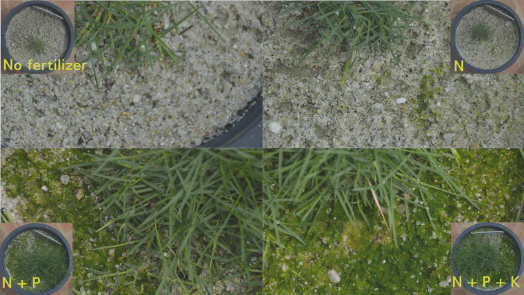 The manilagrass grows rapidly when P is supplied, but P addition has caused algae to grow too.