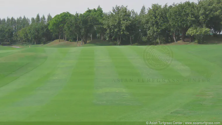 Fairway conversion from bermudagrass to seashore paspalum by first replacing half the fairway with paspalum sod in a pattern resembling mowing stripes; half the fairway remained in play while half was ground under repair