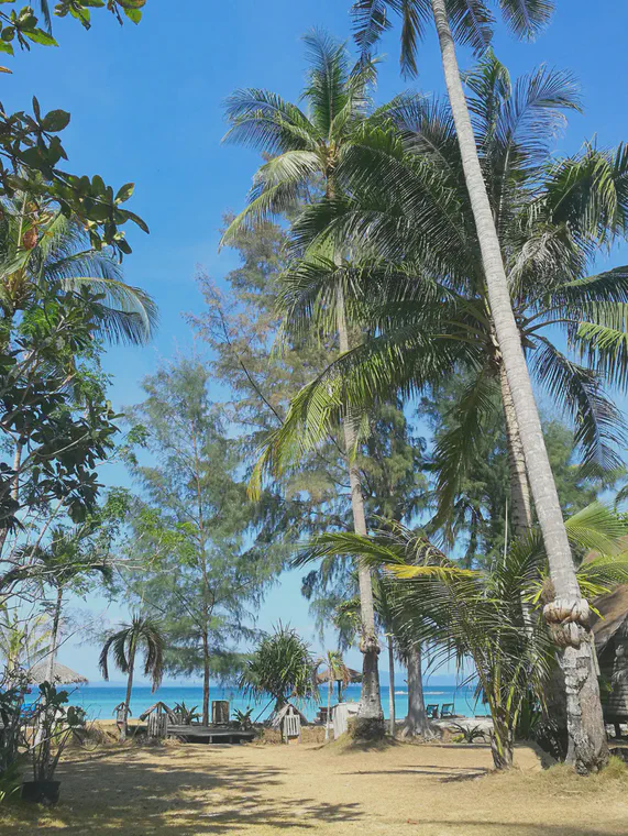 A dry manilagrass lawn on an island in the Andaman Sea, March