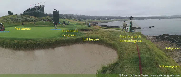 June: a lot of different grasses on the 7th at Pebble Beach