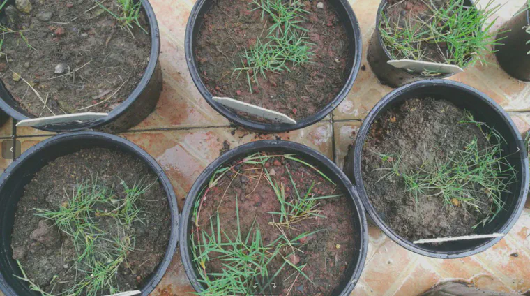 Some grass at ATC南店 after a tropical thunderstorm. I wondered about the subsequent grass growth, and how to partition the cause of that growth between N from the rain, increased N mineralization, or increased soil moisture content.