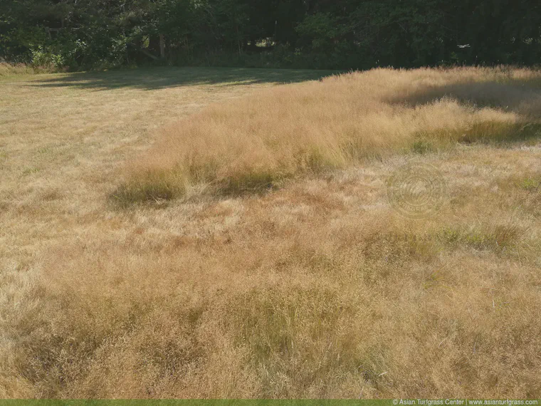 August: There is plenty of bentgrass in this unirrigated backyard on Orcas Island, Washington