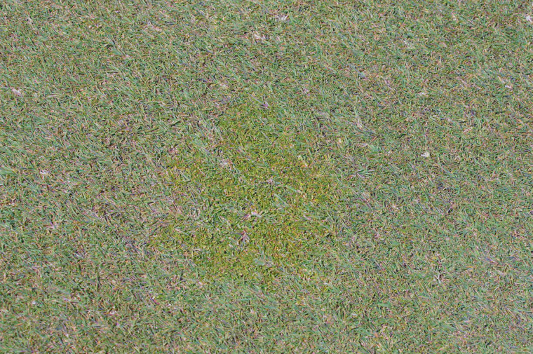 Creeping bentgrass growing over and through annual bluegrass on a putting green at PGA Catalunya in Girona. This green was managed to favor the competitive strategy plants rather than the ruderal strategy plants.