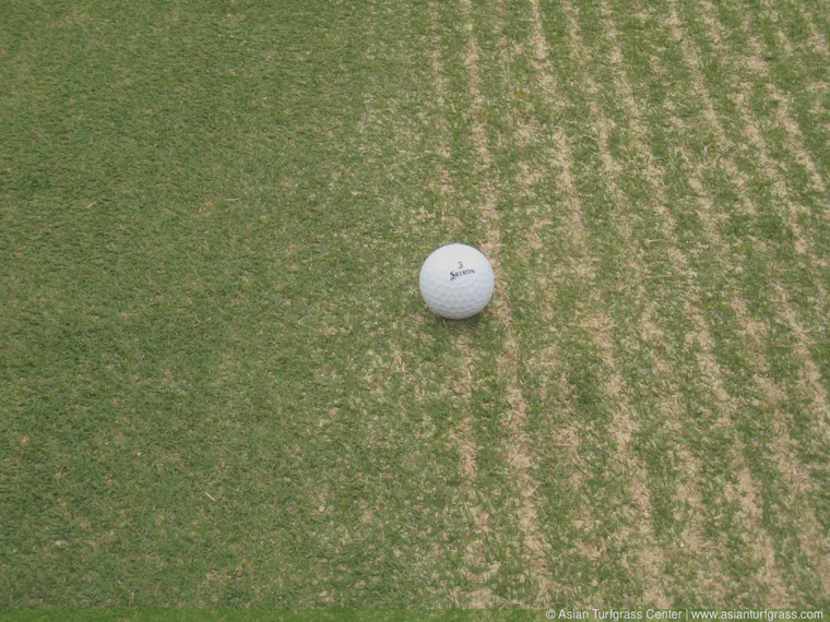 Ball at the dividing point between recovered (left) and scarified (right) surface on a Tifeagle green in Bangkok