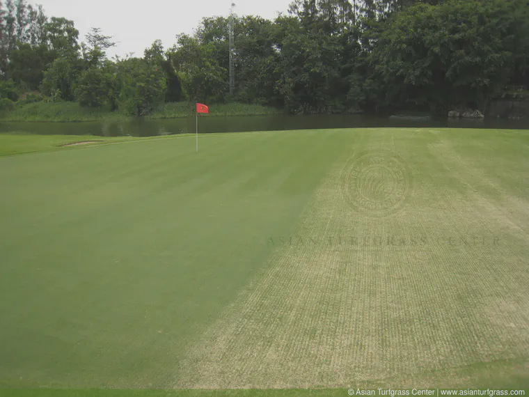 Tifeagle green in Bangkok, half of it recently scarified, half already recovered from scarification