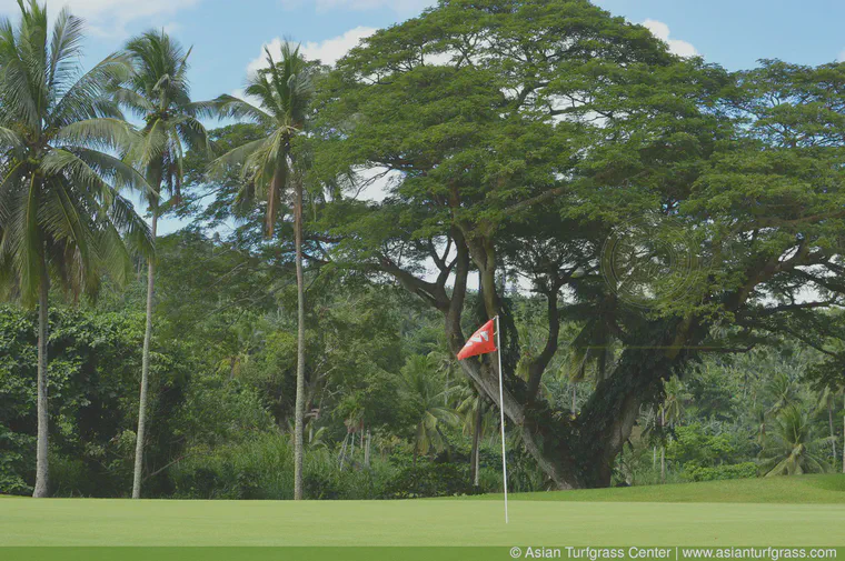 November: A korai green at Canlubang, Laguna, Philippines.