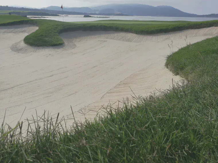 Bermudagrass growing wild at Pebble Beach Golf Links, California.