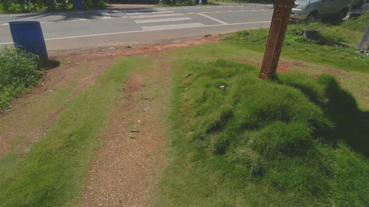 A driveway of manilagrass (*Zoysia matrella*) in southern Thailand with the differences in turf height, texture, and ground cover caused by traffic (rolling).