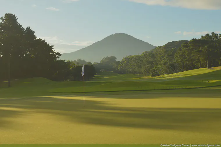 August: Shadows at sunrise on manilagrass in Fukuoka