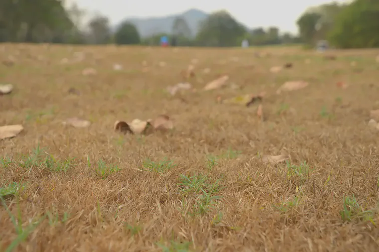 Bermudagrass remains green and growing long after manilagrass has gone dormant.