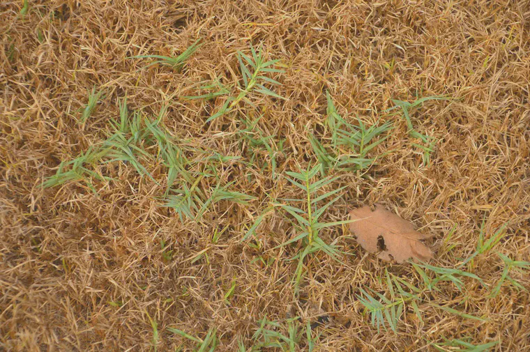 Green bermudagrass in unirrigated and dormant manilagrass.