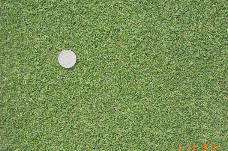 Penncross bentgrass on the 10th green at Habu CC in March after a winter of play on frosted turf.