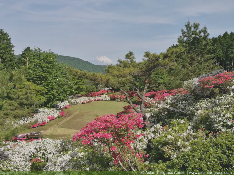 May: A noshiba lawn with Mt. Fuji in the background, from Hakone.