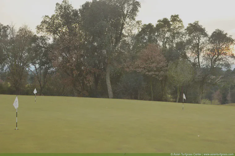 January: Creeping bentgrass putting green at the PGA Catalunya Resort