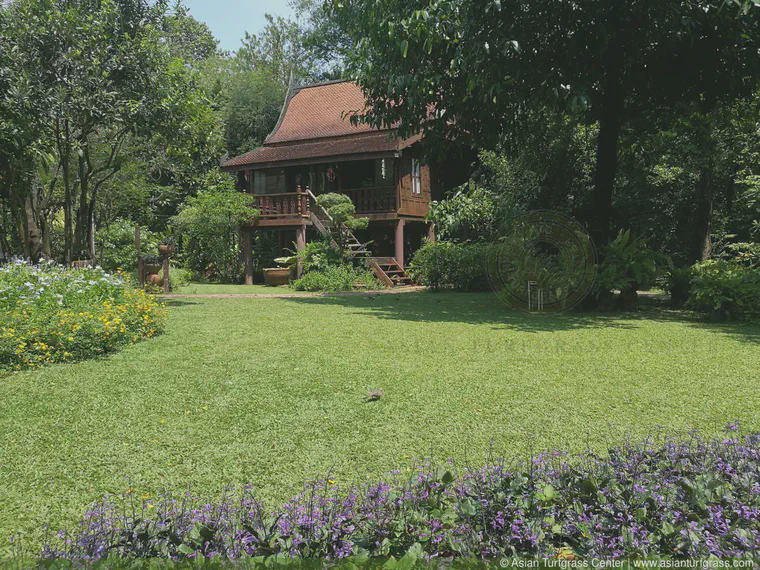 March: tropical carptgrass lawn at Pak Kret