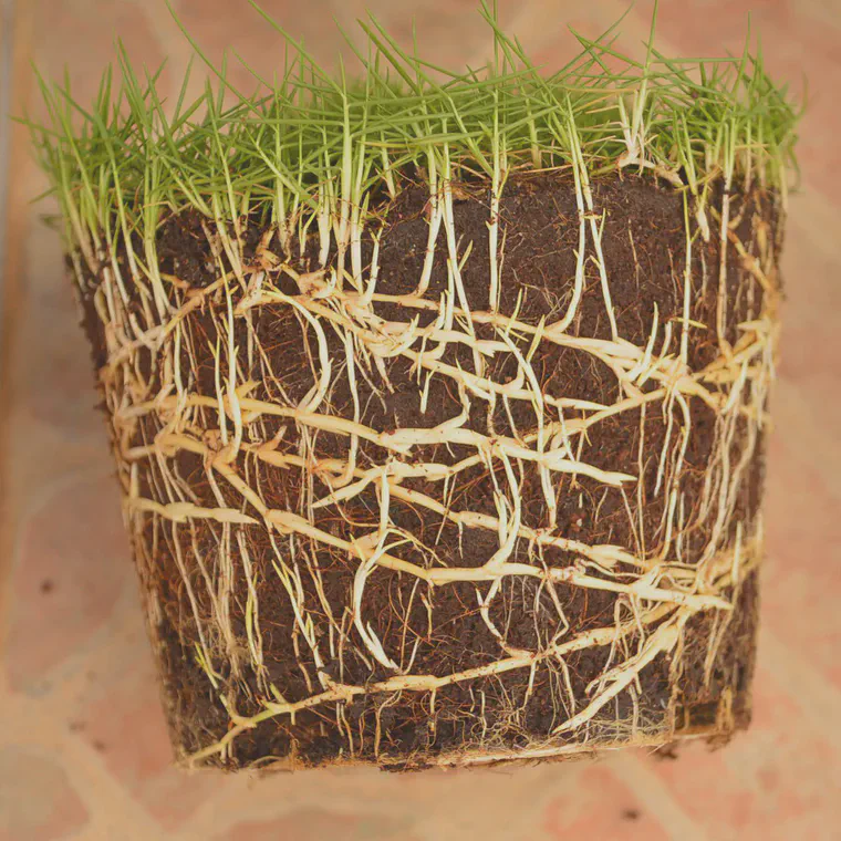 Greens-type manilagrass grown from a 3 cm diameter plug and fertilized with N only for 6 months.