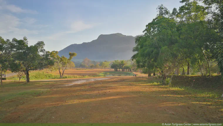 March: Native grasses (manilagrass, carpetgrass, golden false beardgrass, javagrass, and others that I don't know) on a golf course in southern Thailand