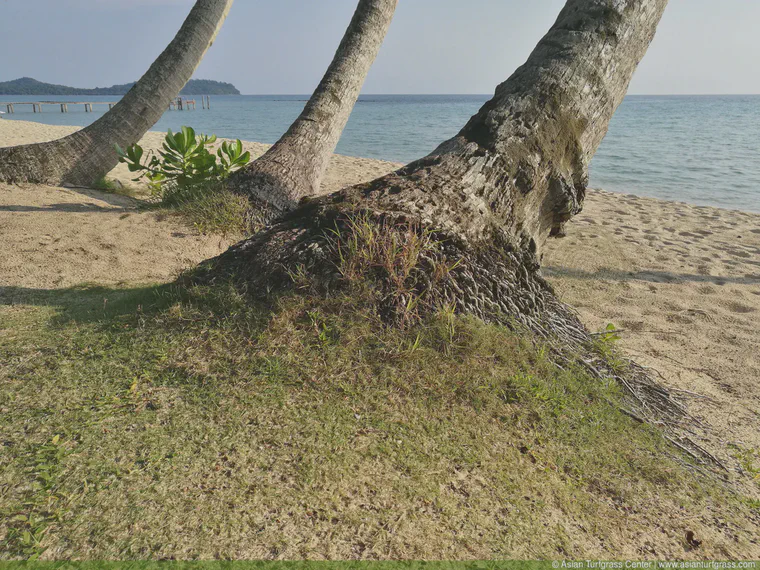 May: Coconut palms and unmaintained manilagrass on an island in Trat Province, Thailand