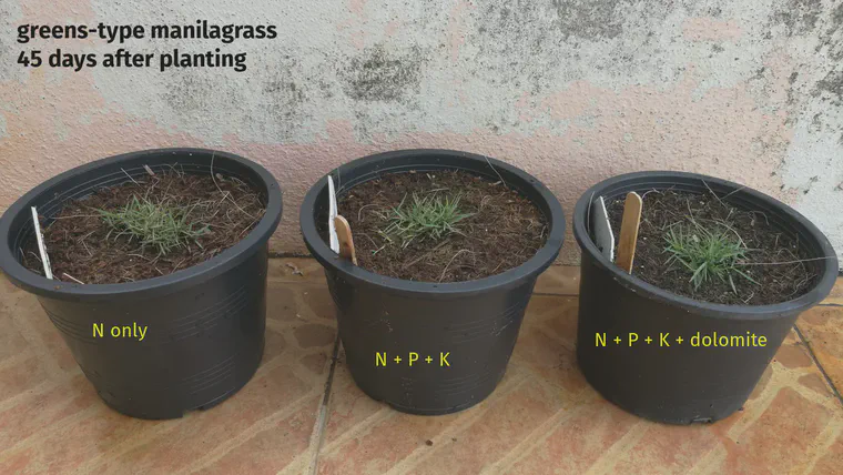 Greens-type manilagrass 45 days after planting in coconut coir as 3 cm diameter plugs. Fertilizer was applied at planting (day 1), and again 10, 18, and 30 days after planting.