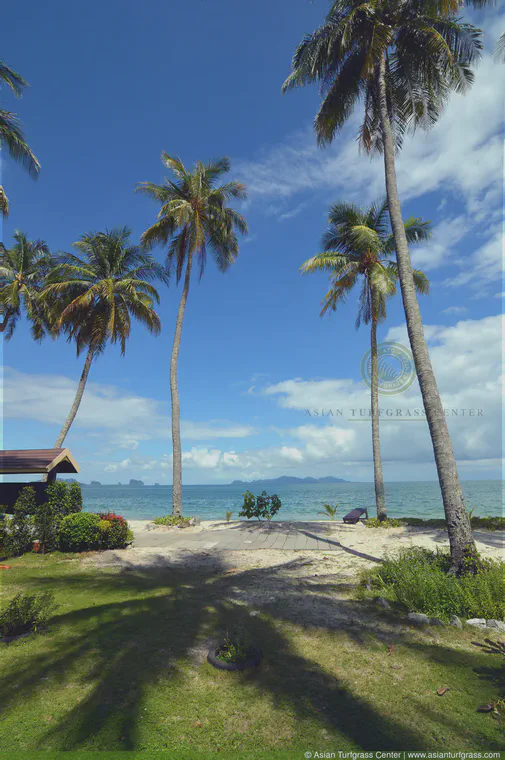 June: Manilagrass beside the beach at Ko Muk in southern Thailand.