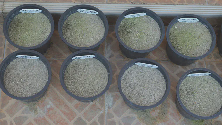 Pots supplied with P started to show hints of algae growth 11 days after planting.