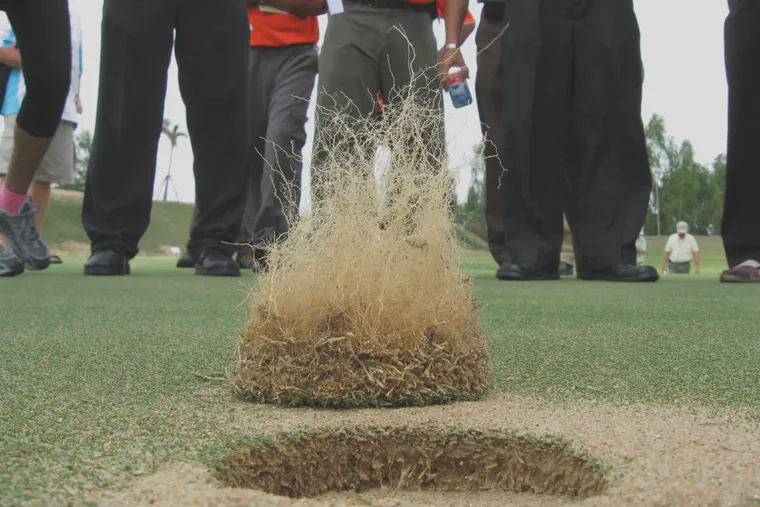 Roots of Novotek hybrid bermudagrass maintained with light and frequent irrigation at a volumetric water content of less than 15%.