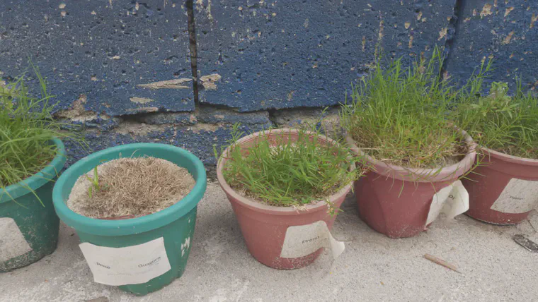 Another pot of dormant 'Zeon' manilagrass with pots of growing and green 'Tifway' bermudagrass after 50 days with no irrigation other than rainfall.