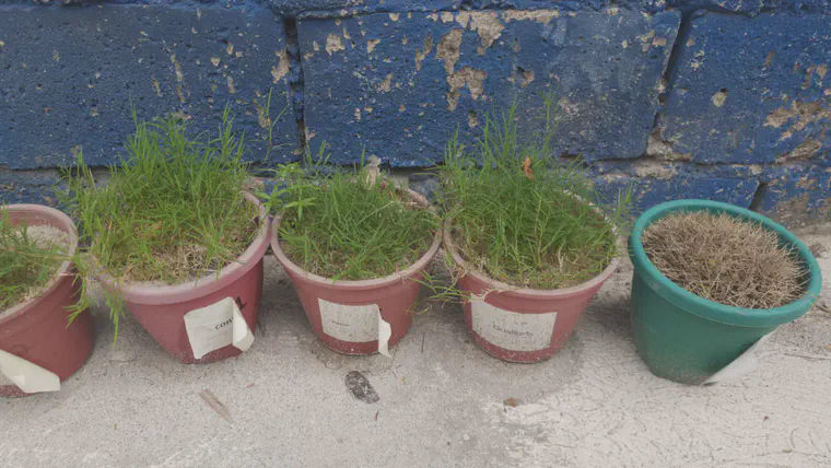 Dormant 'Zeon' manilagrass with pots of 'Tifway' bermudagrass after 50 days with no irrigation other than rainfall.