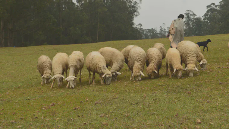 Efficient sheep mowing
