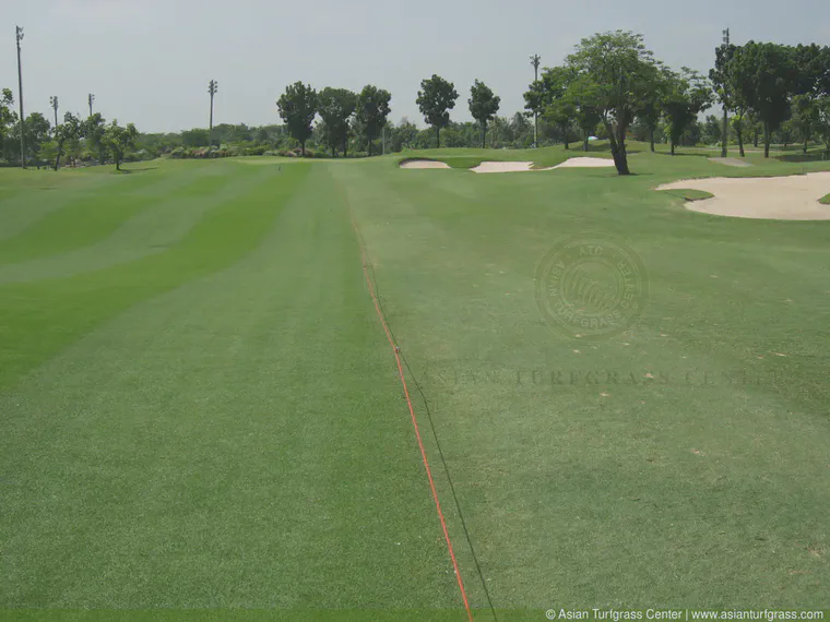 Paspalum at left is ground under repair; the bermudagrass at right remains in play
