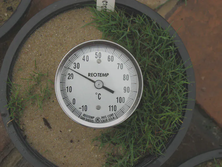 Penncross bentgrass with a soil temperature at the coolest time of day in Thailand.