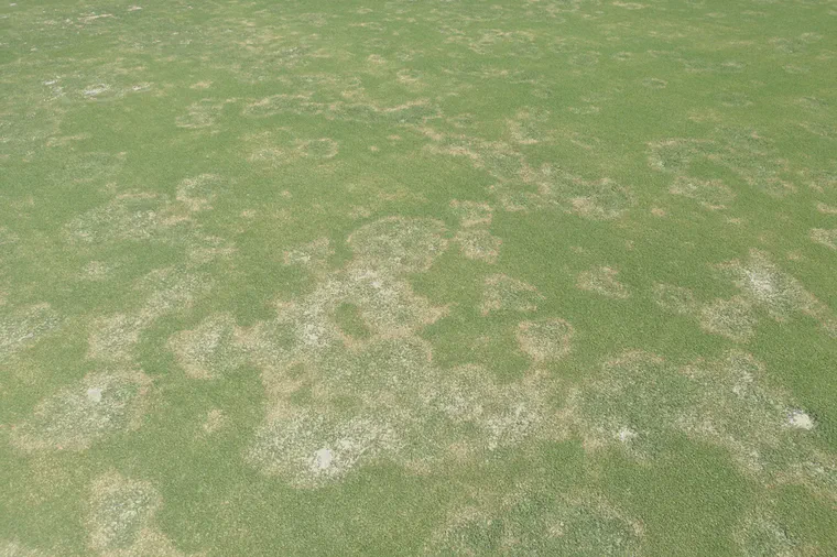 Leaf and sheath blight (Rhizoctonia zeae) on ultradwarf bermudagrass