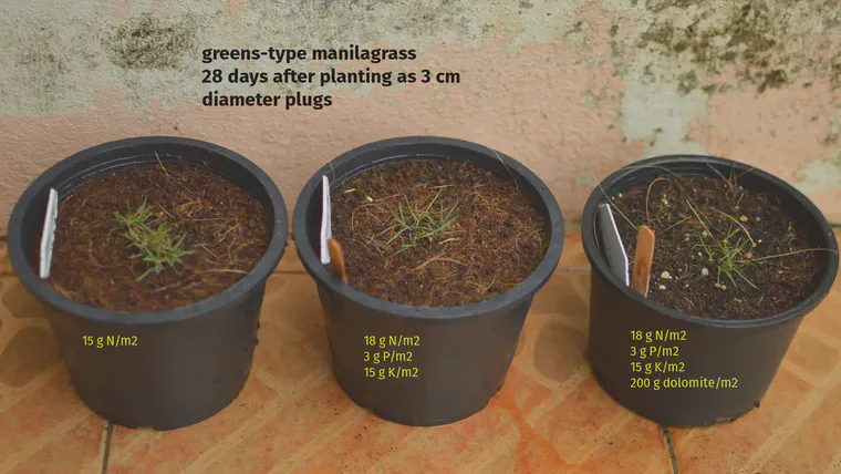 Greens-type manilagrass 28 days after planting in coconut coir as 3 cm diameter plugs. Fertilizer was applied at planting, 10 days after planting, and 18 days after planting.